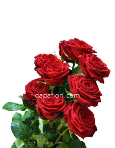 Rose rosse a stelo
